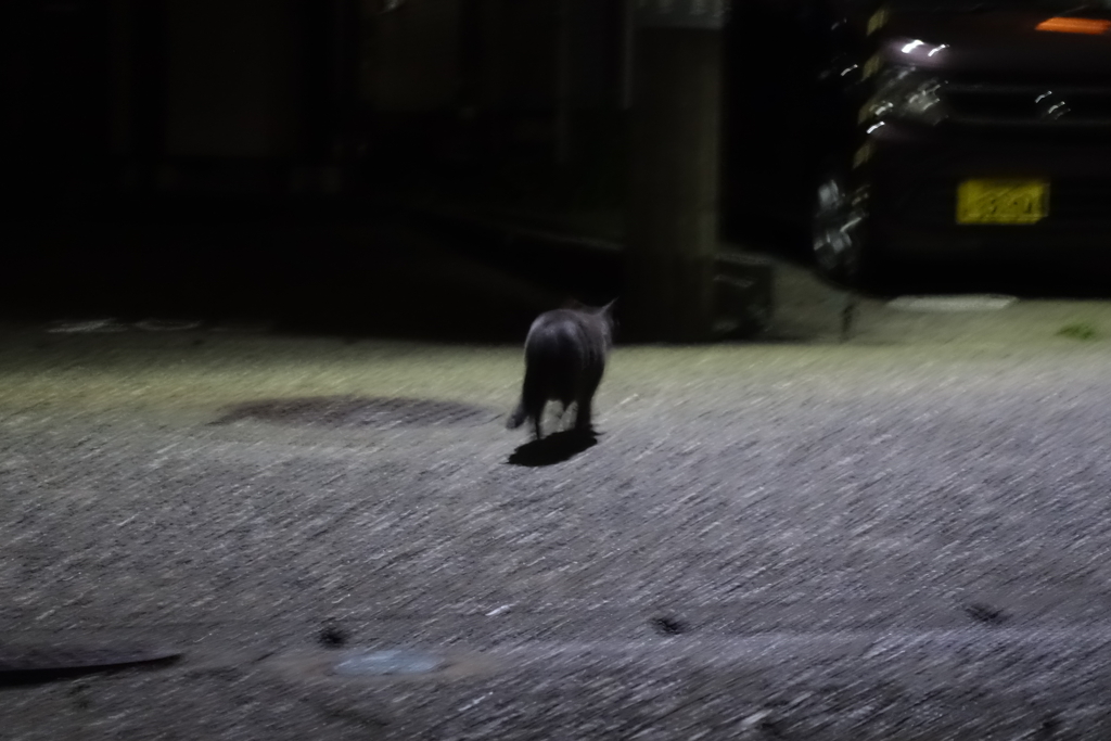 帰っていく黒猫とHDR