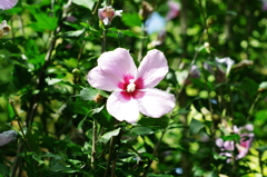 どうやらこの花はムクゲ、というらしい。