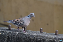 ポポ