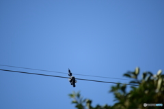 鳥じゃなかったorz