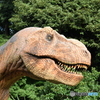 TEX