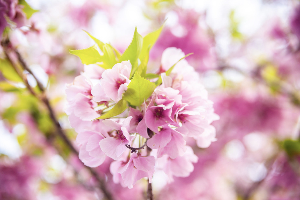 八百萬神御殿之葉桜