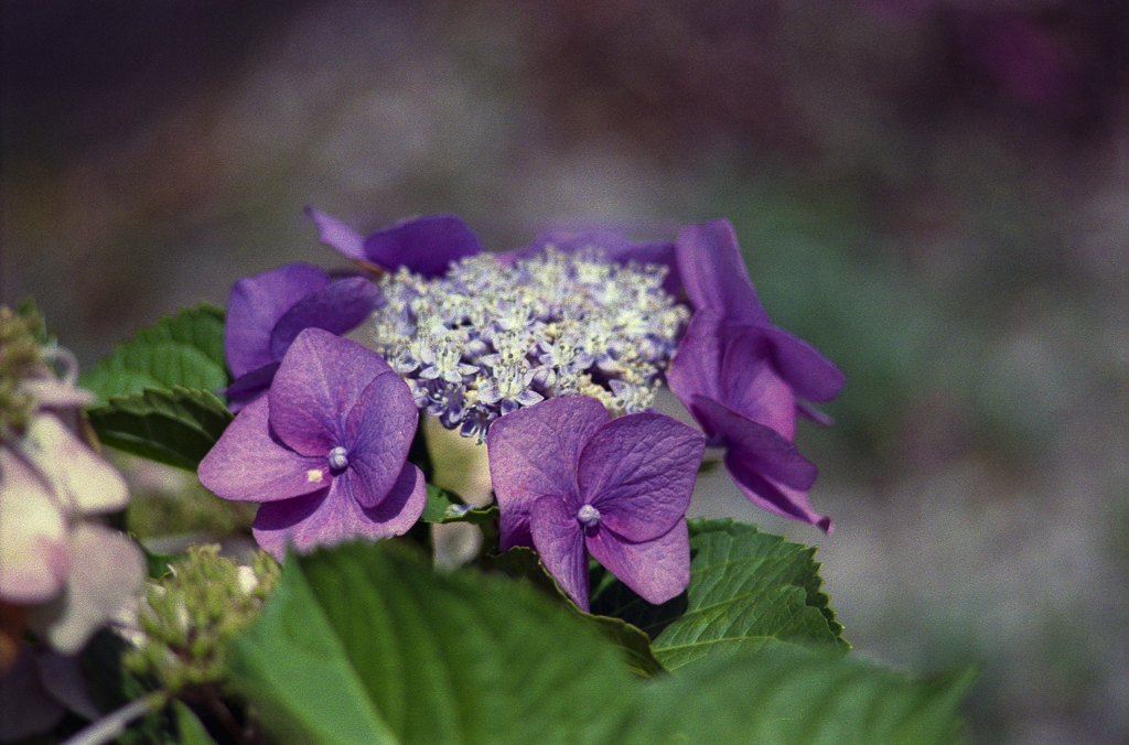 紫陽花