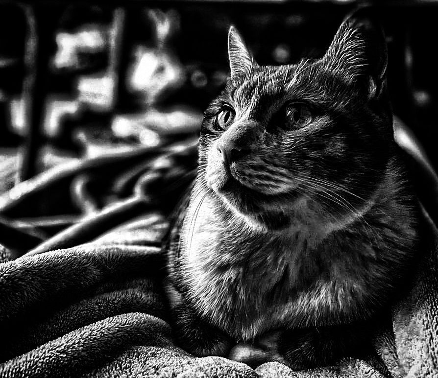 ＴＨＥ　ＣＡＴ　