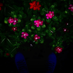 ＣＯＬＯＲＳ　ＩＮ　ＴＨＥ　ＤＡＲＫＮＥＳＳ　