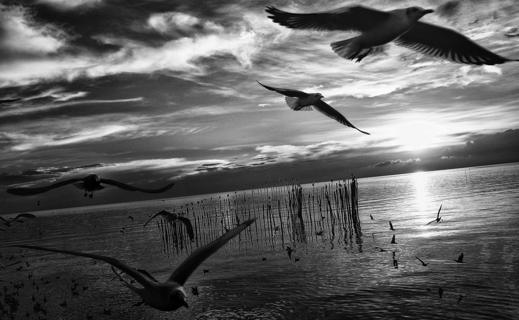 ＳＥＡＧＵＬＬ