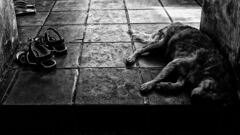 ＳＬＥＥＰＩＮＧ　ＤＯＧ　　