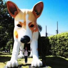 Bow  wow  ！ 