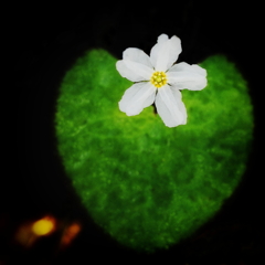 The only small flower in the world
