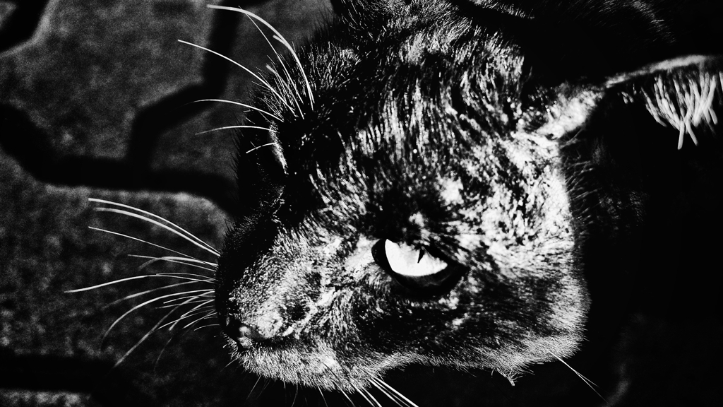 ＷＩＬＤ　ＥＹＥＳ　 