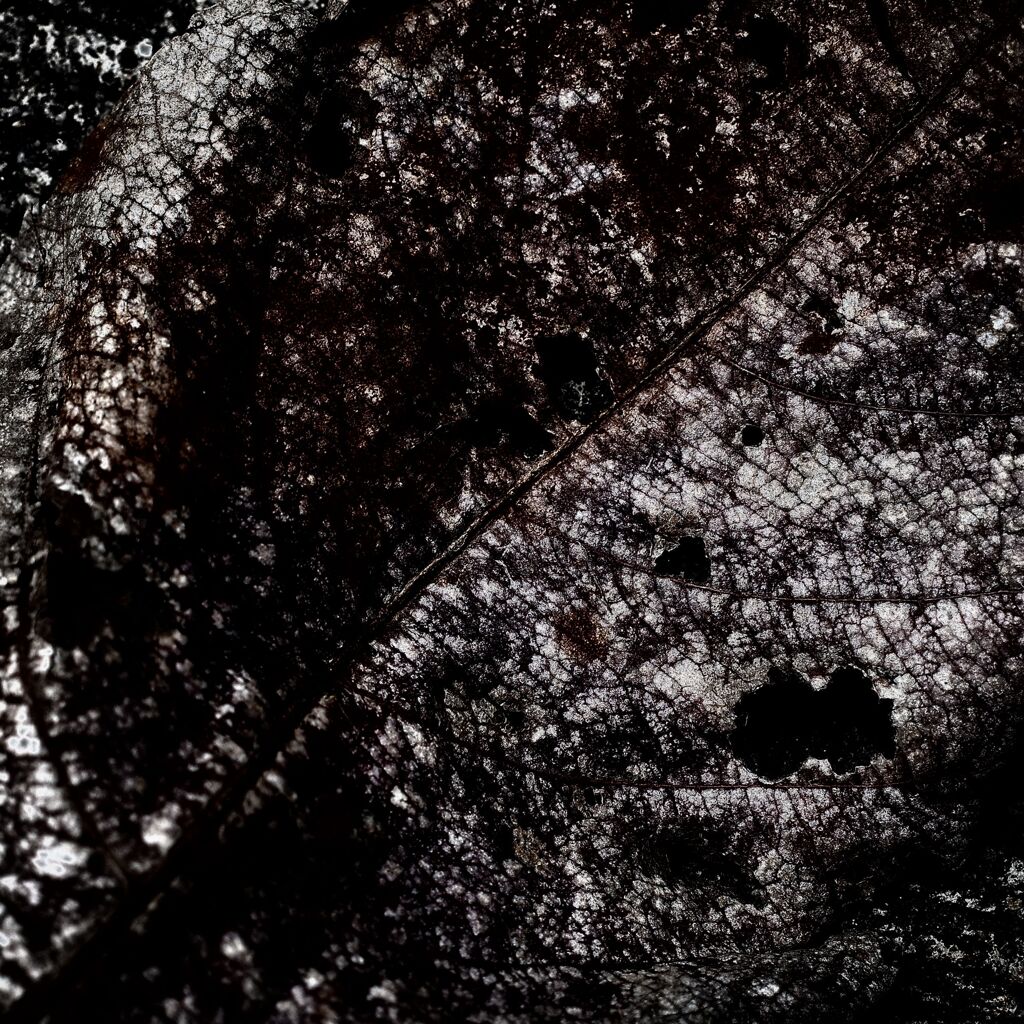 ＦＡＬＬＥＮ　ＬＥＡＦ　