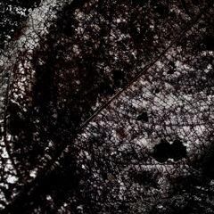 ＦＡＬＬＥＮ　ＬＥＡＦ　