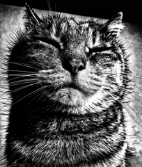 ＰＯＲＴＲＡＩＴ　