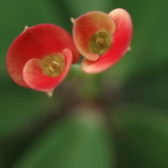 ふたつの小さな花びら   ふたつの小さな花びら