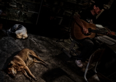 ＳＬＥＥＰＩＮＧ　ＤＯＧＳ　