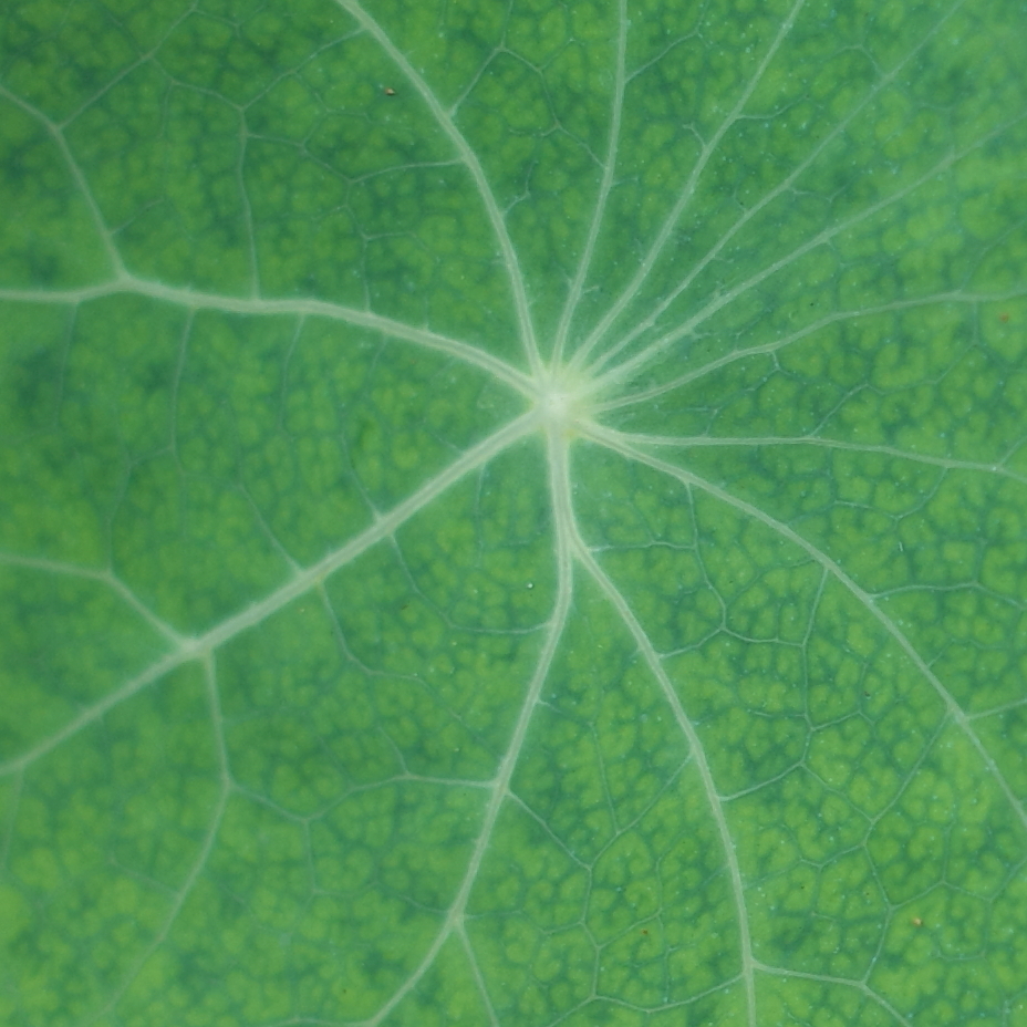 葉脈　　