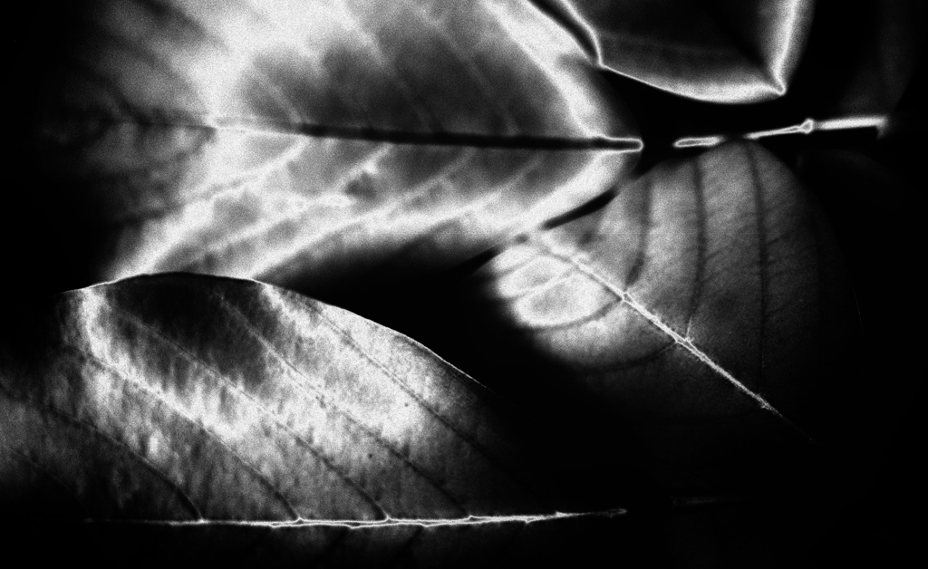 ＬＥＡＶＥＳ　