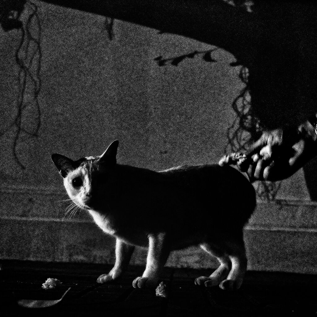 ＣＡＴ　