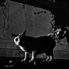 ＣＡＴ　