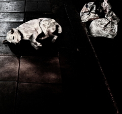 ＤＯＧ　ＯＮ　ＴＨＥ　ＳＴＲＥＥＴ　