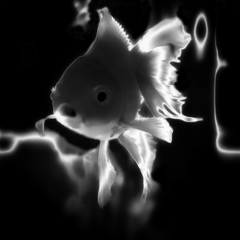 ＧＯＬＤＦＩＳＨ　