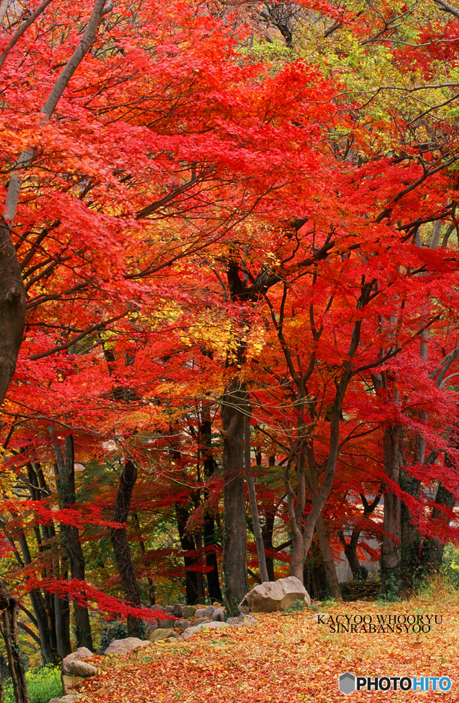 フイルムカメラで撮る。紅葉