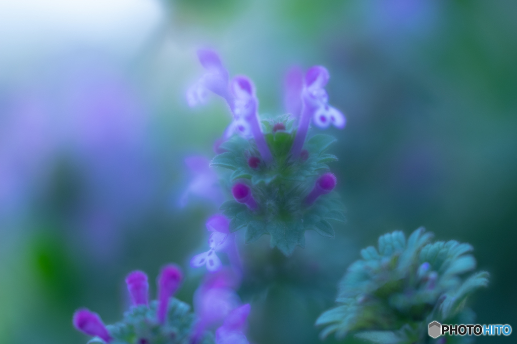 Lamium