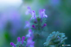 Lamium