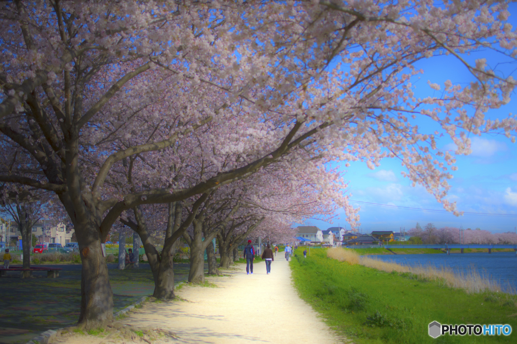 桜日和