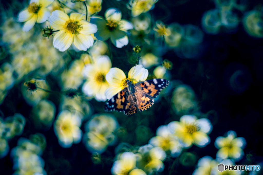 晩秋の花