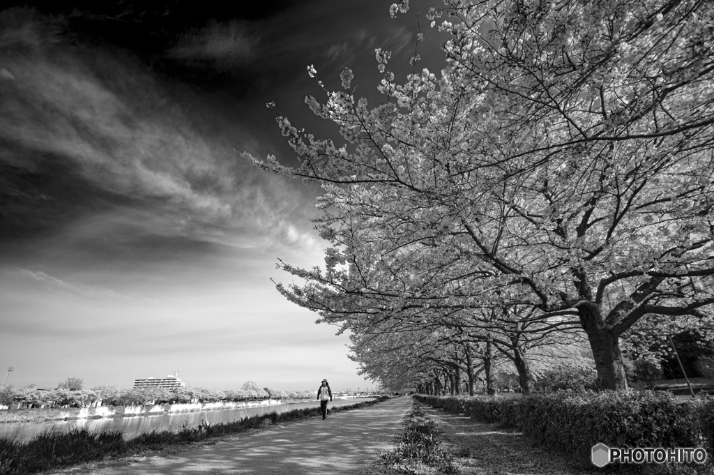 桜情緒