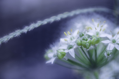 ネギの花