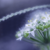ネギの花