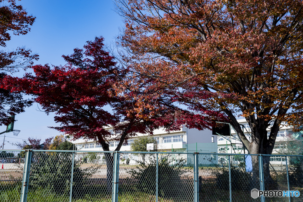 紅葉と学校
