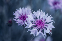 親子花