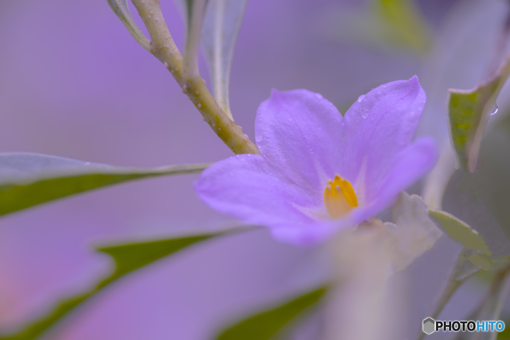 IMGP0182.tif-2