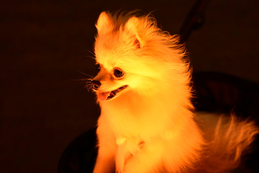 Pino