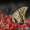 キアゲハ鱗粉翅模様