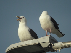 漁港にて