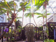 箱の中の植物