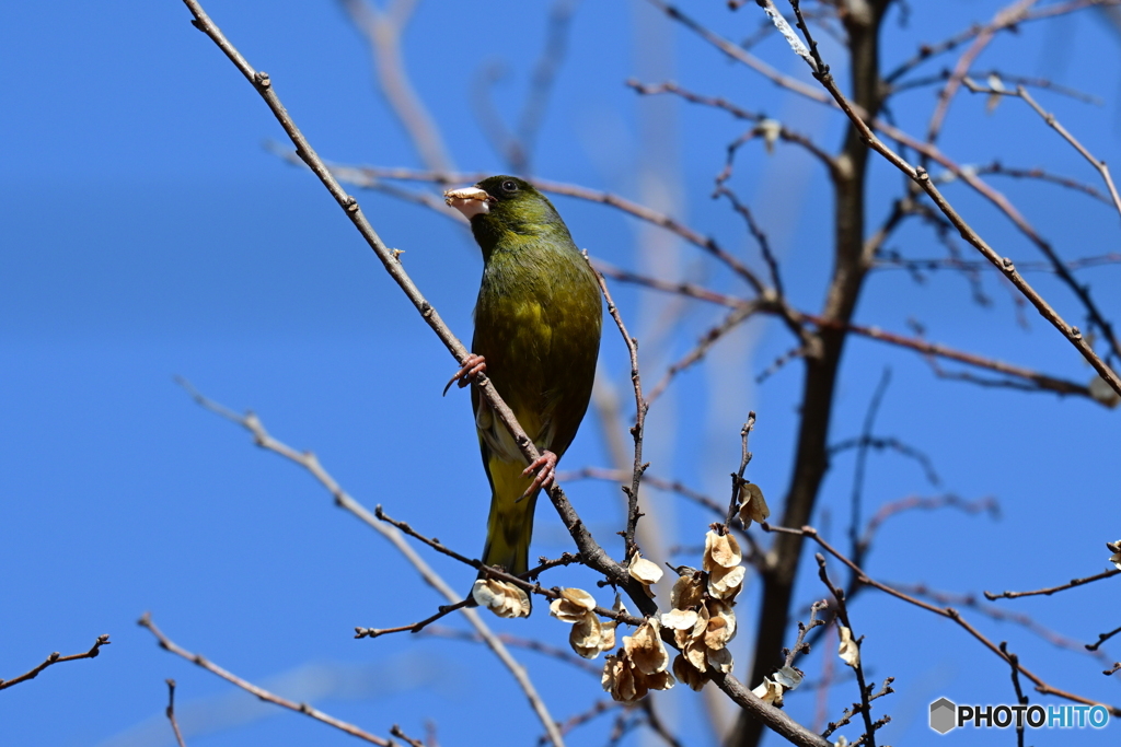 小山内裏公園のカワラヒワ３