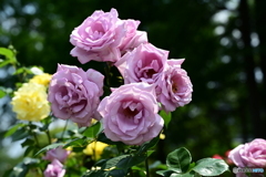 薔薇