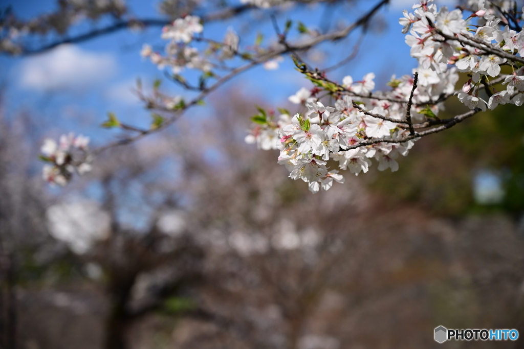 坂下通りの桜満開
