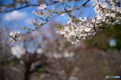 坂下通りの桜満開