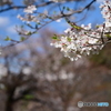 坂下通りの桜満開