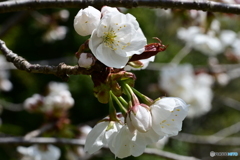 さくら花開く３