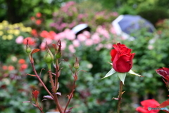 薔薇