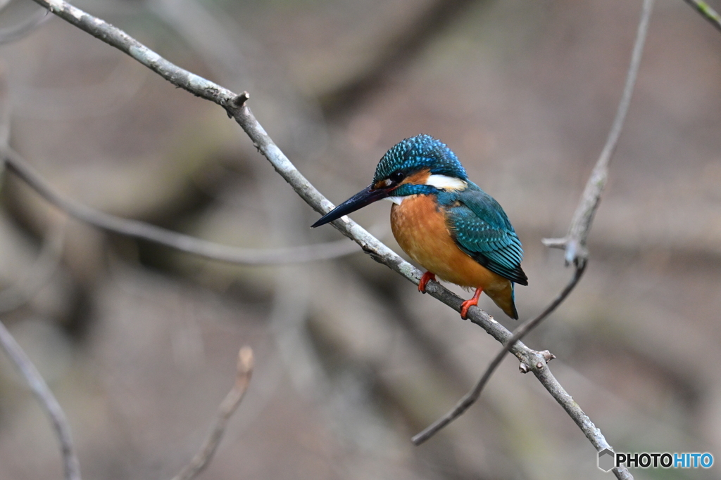 多摩御陵のカワセミ７