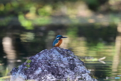 小池のカワセミ