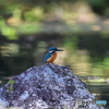 小池のカワセミ